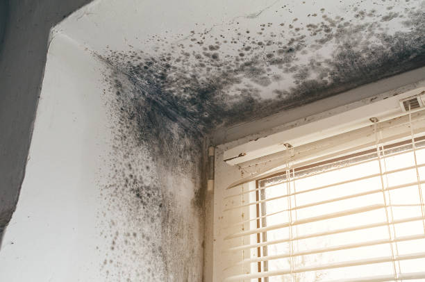 Affordable Hvac And Air Duct Mold Remediation solutions in Marshall, VA